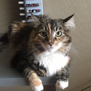 Meet your Posher, Kinsey