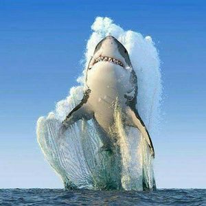 Meet your Posher, Leonel