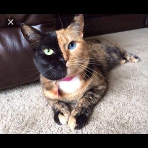 Meet your Posher, Samia