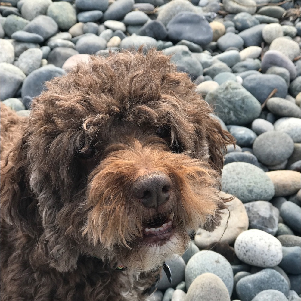 Meet your Posher, Maggie