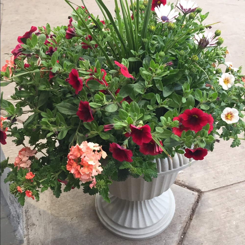 Meet your Posher, Carolee