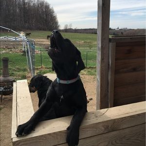 Meet your Posher, Ronda