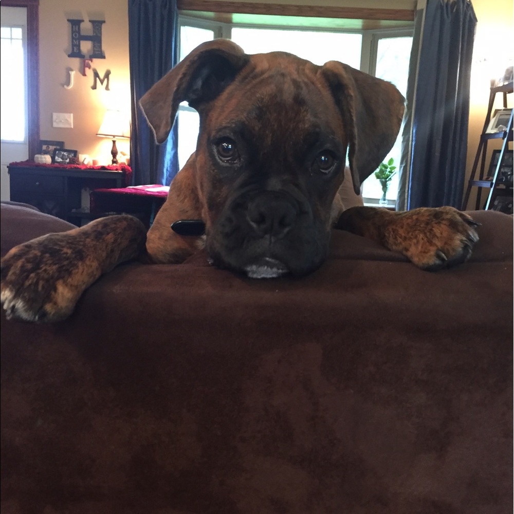Boxers are boss!!!