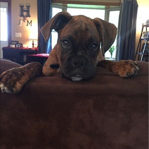 Boxers are boss!!!