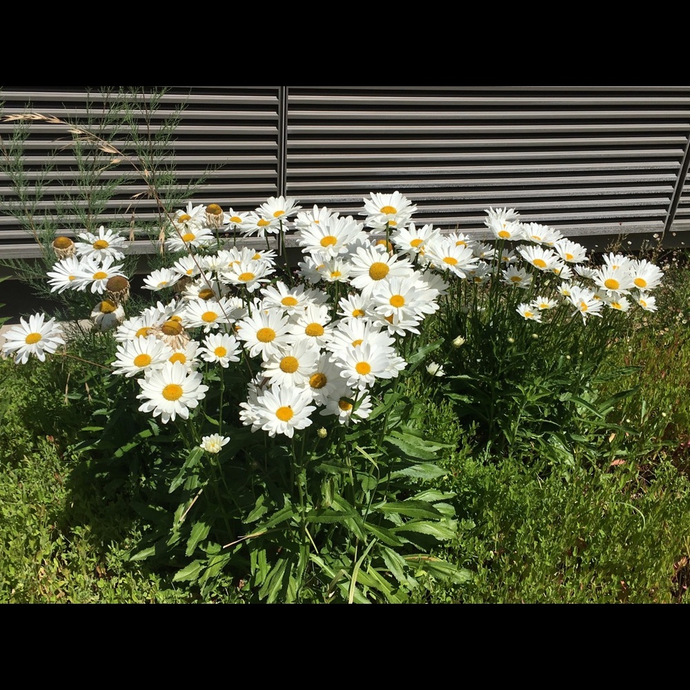 Meet your Posher, Lina