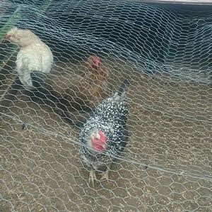 Meet your Posher, Holly