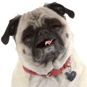 Meet your Posher, Alan