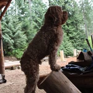 Meet your Posher, Claudia