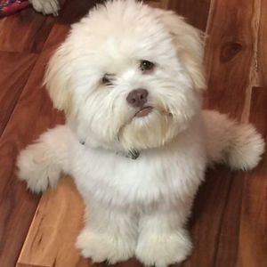 Meet your Posher, Carlos c.