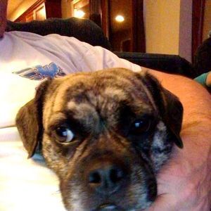 Meet your Posher, Molly