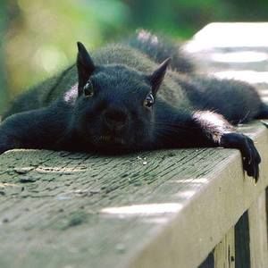 Meet your Posher, Roohia