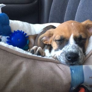 Meet your Posher, Carter