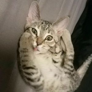 Meet your Posher, Olivia