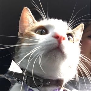 Meet your Posher, Alexa