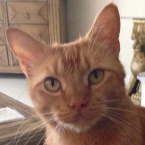 Meet your Posher, Franz