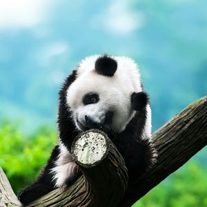 Meet your Posher, Dee