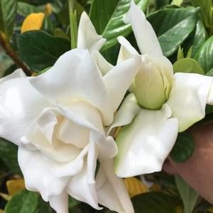 Meet your Posher, Ellen