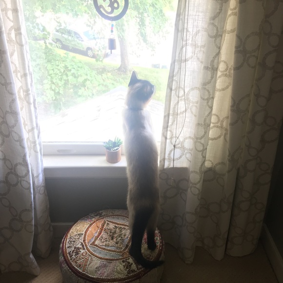 Meet your Posher, Blair - Picture 2 of 2