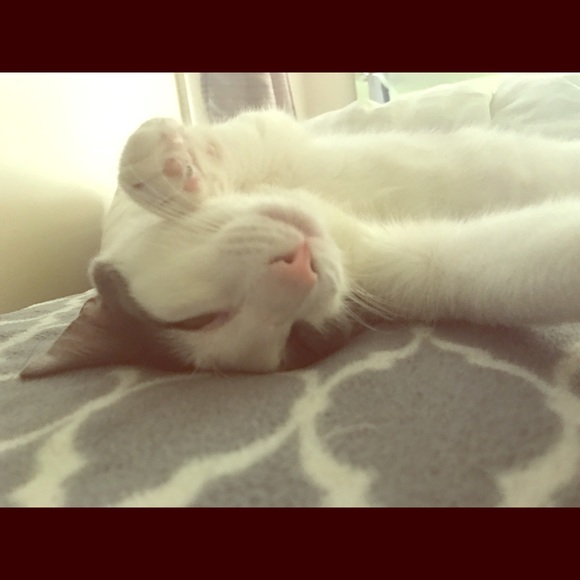 Bernard. PIA for sale! - Picture 2 of 3