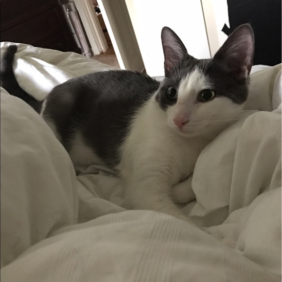 Bernard. PIA for sale! - Picture 3 of 3