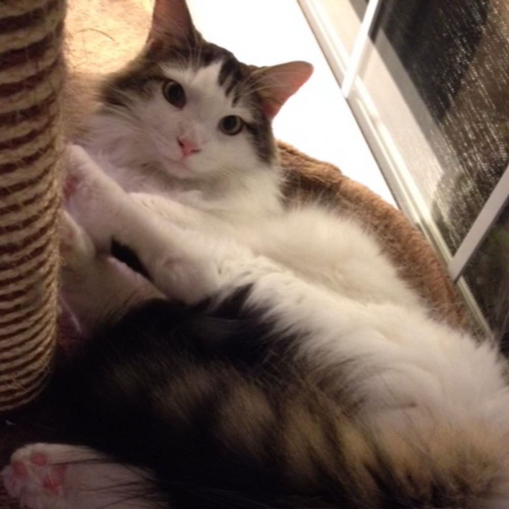 Meet your Posher, Lindsay