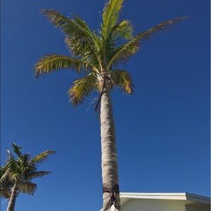 Meet your Posher, Amelia