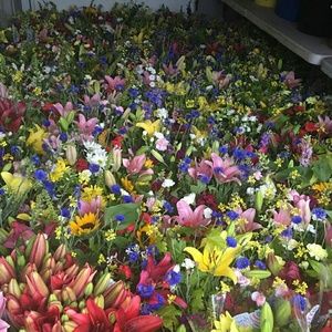 Meet your Posher, Bee