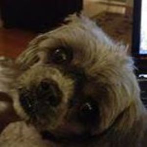 Meet your Posher, Lulu