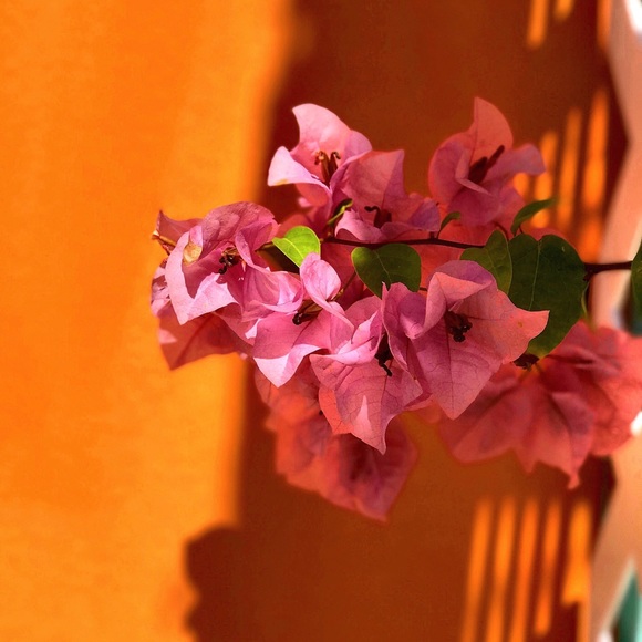 Meet your Posher, Stephanie - Picture 3 of 5