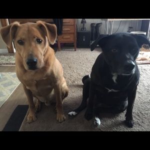 Meet your Posher, Roxanne