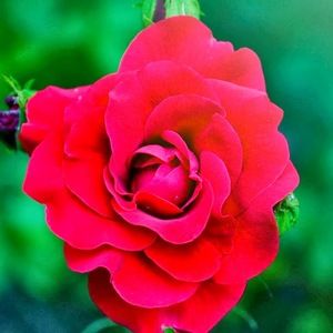 Meet your Posher, Munira