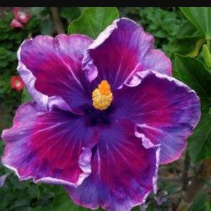 Meet your Posher, Tabitha