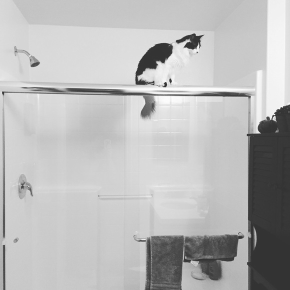 Meet your Posher, Victoria - Picture 6 of 6