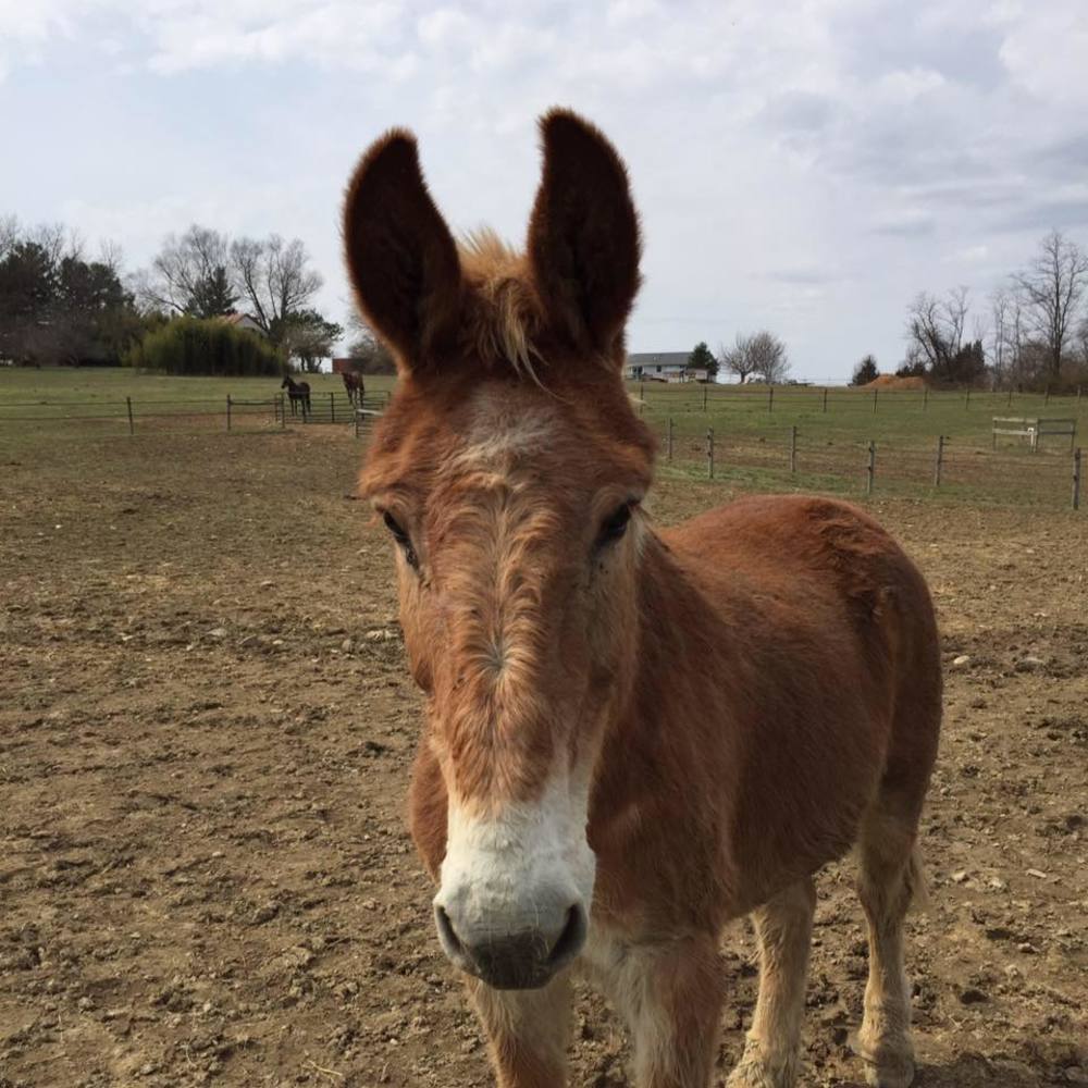 Meet your Posher, Angela