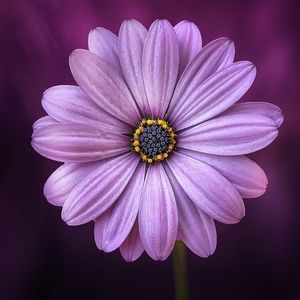 Meet your Posher, Karla