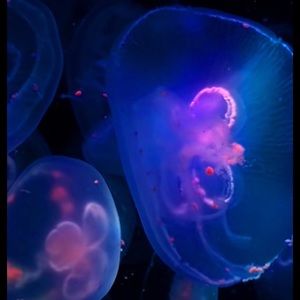 Meet your Posher, Jake