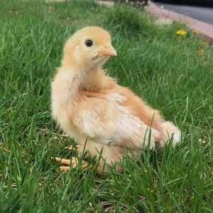 Meet your Posher, Tina