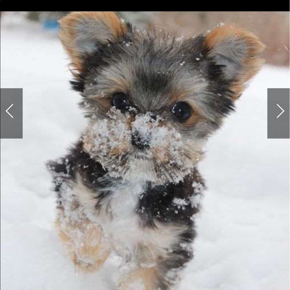 Meet your Posher, Yvette