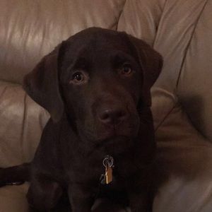 Meet your Posher, Beau