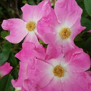 Meet your Posher, Raynora