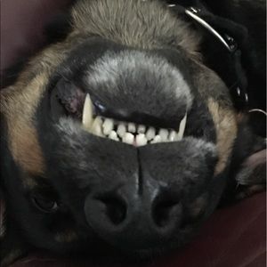 Meet your Posher, Lilly