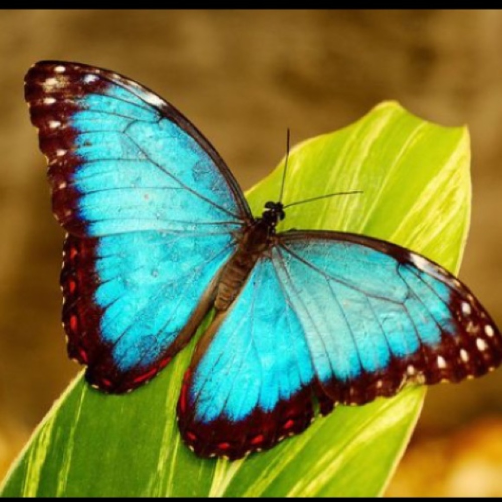 Meet your Posher, Carolyn