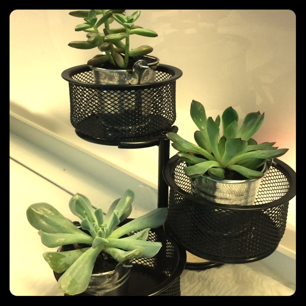 Succulent plants