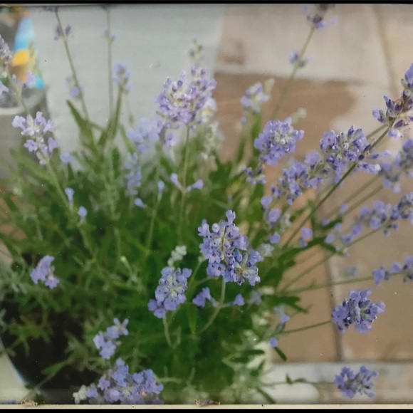 Meet your Posher, Holly - Picture 2 of 8