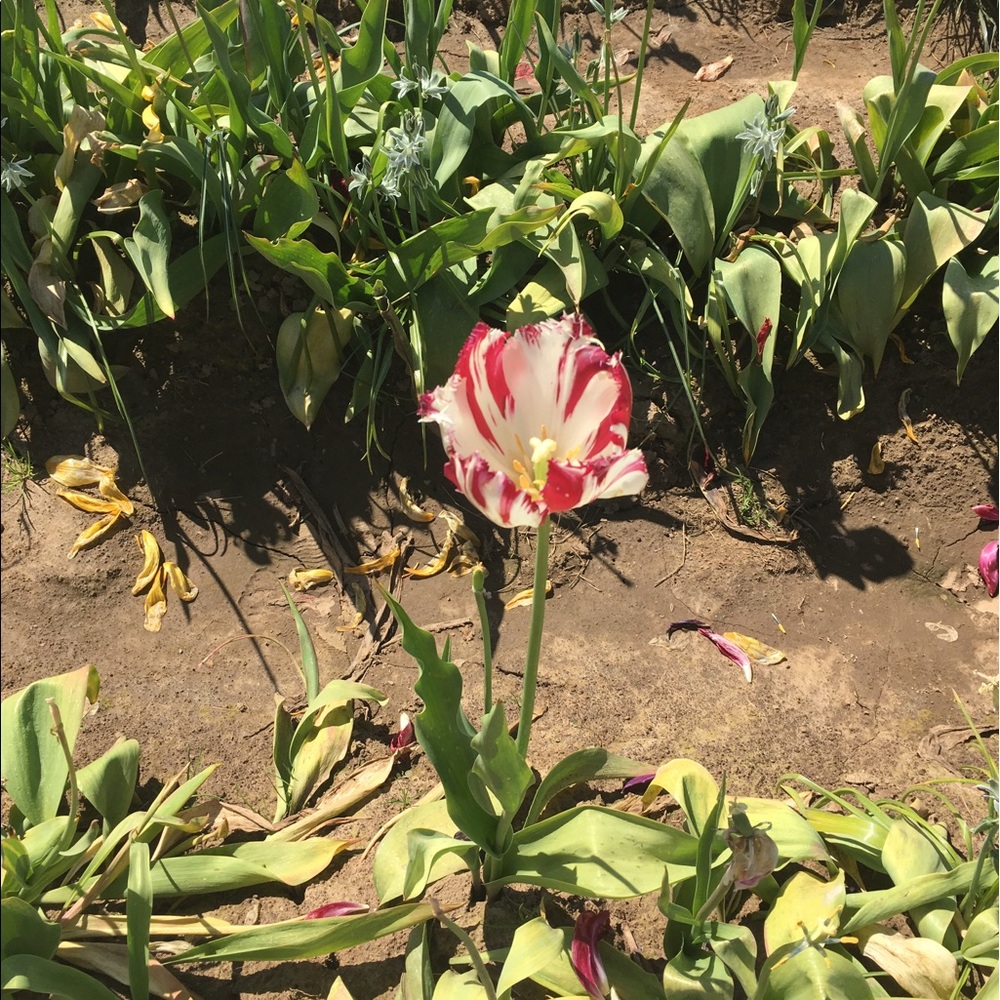 Meet your Posher, Cris