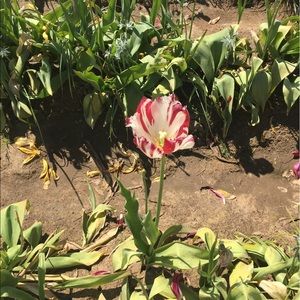 Meet your Posher, Cris