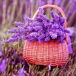 Meet your Posher, Vy