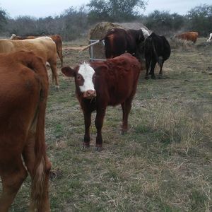 Meet your Posher, Chasity