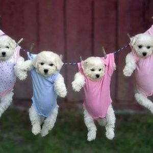 Meet your Posher, Cynthia