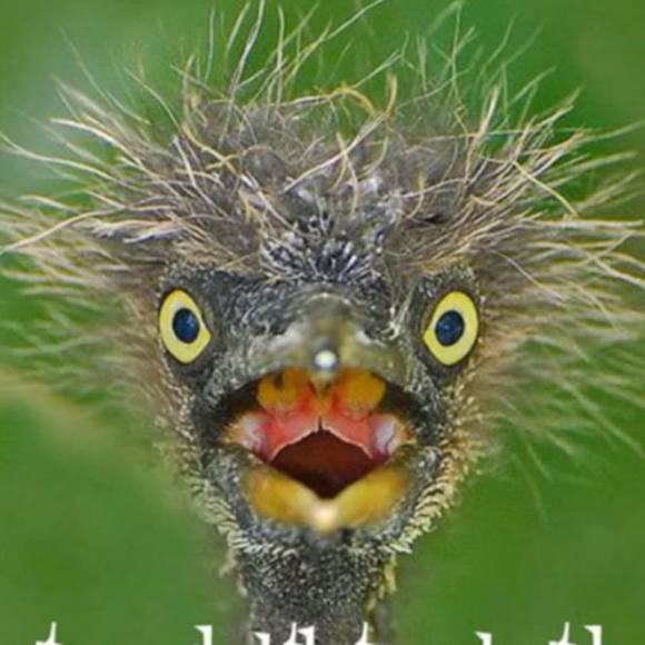 Meet your Posher, Janet - Picture 1 of 1